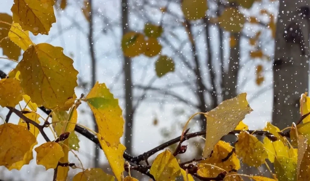 29 қазанға арналған ауа райы болжамы жарияланды