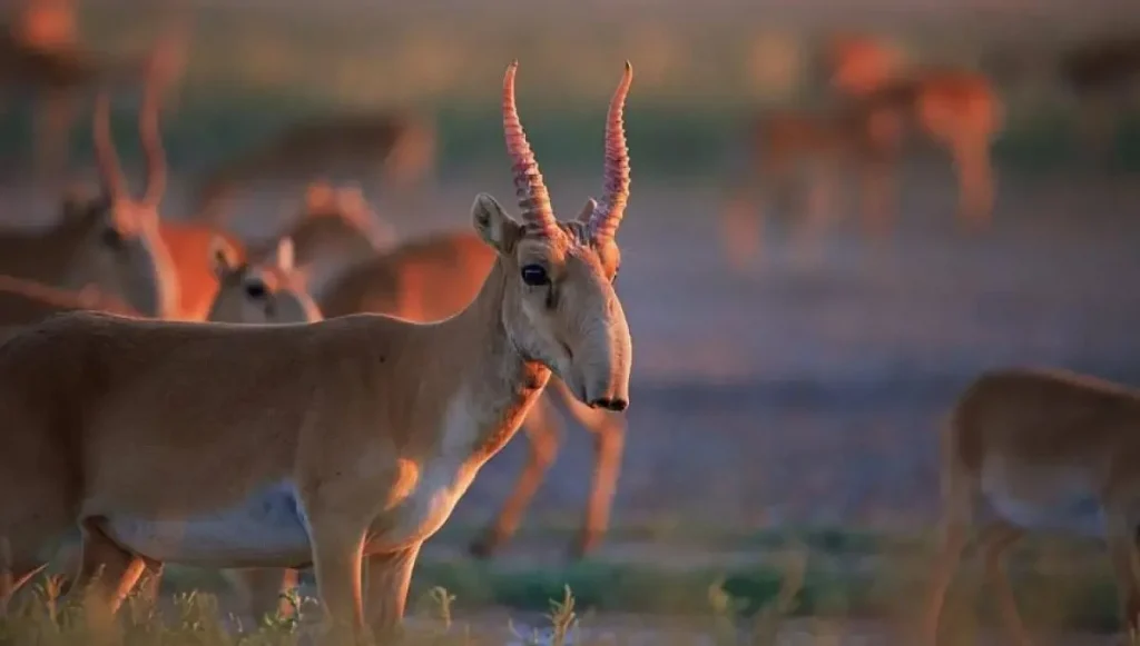 Қостанайда мал жайып жүріп, киік өлекселерінен 70 мүйіз кесіп алған адам шартты түрде сотталды