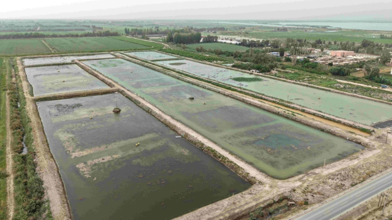 Синьцзянский производственно-строительный корпус: «Бороться с засолением с помощью рыбоводства» — построение экологической производственной цепочки