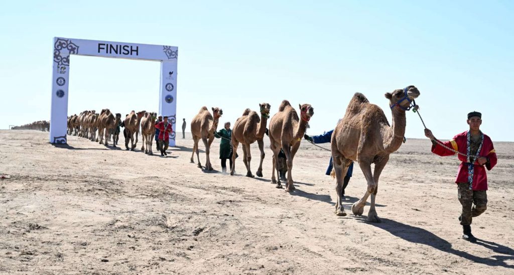 Караван тысячи верблюдов: как Казахстан установил мировой рекорд Гиннесса