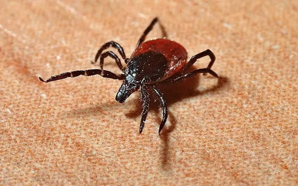 Шығыс Қазақстанда кене шаққан адам саны 2 мыңға жуықтады