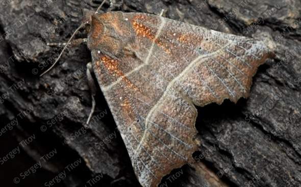 Алматы облысында әлемде сирек кездесетін жәндік табылды