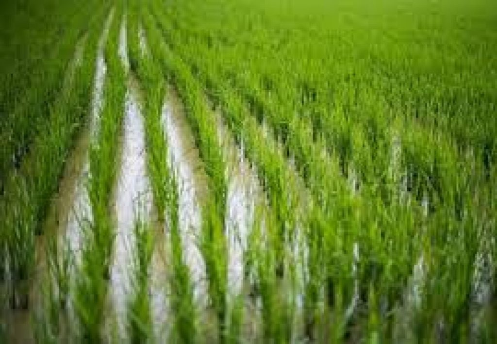 Түркістанда күріш егу жоспары 3,3 еседен асып кеткені үшін басшыларға қатаң сөгіс берілді