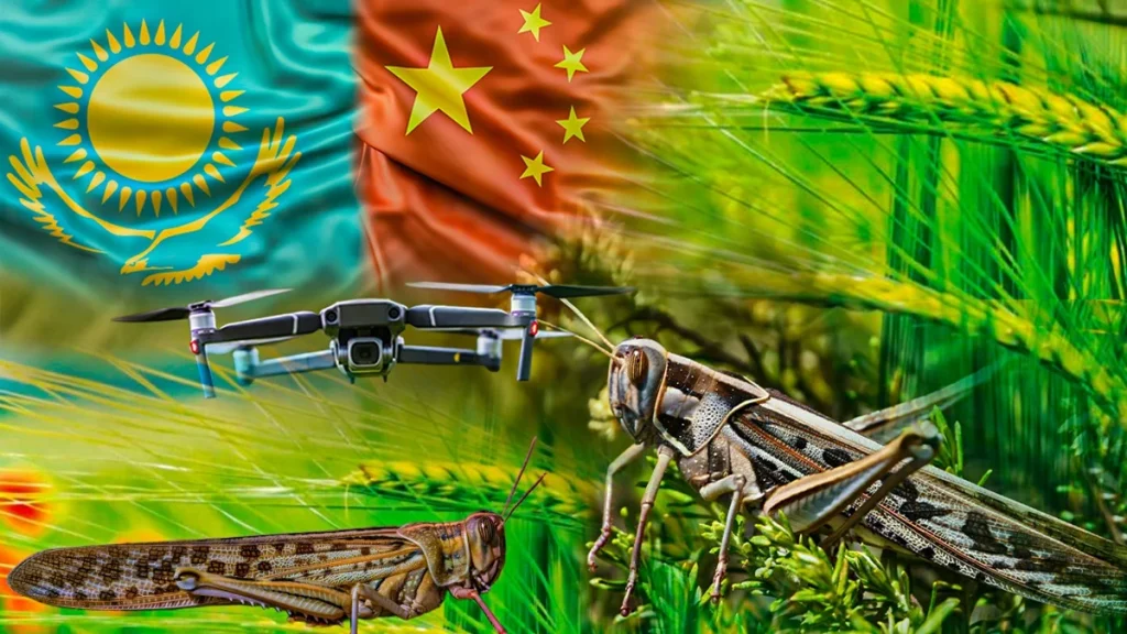 Қазақстан мен Қытай шегірткеге қарсы қалай күресіп жатыр