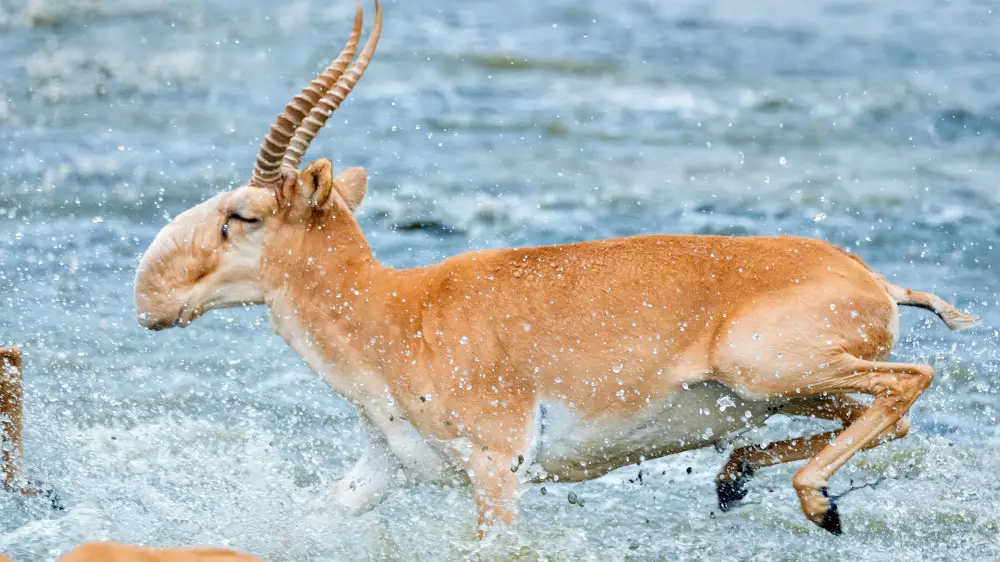Киік еті пайдалы ма? Қазақ тағамтану академиясы зерттеу қорытындысын жариялады