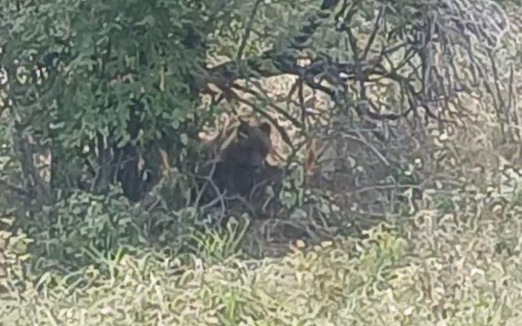 ШҚО мен Абай облысында тұрғындар ашыққан аюлардан үрейленіп отыр