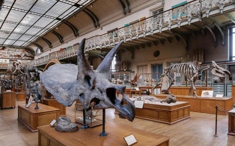 Францияның табиғат тарихы мұражайынан 600 мың еуроның заттары ұрланды