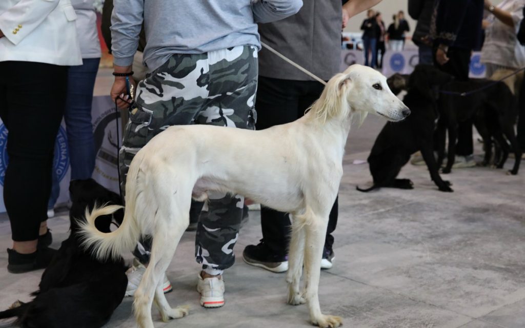 Елордада ең жүйрік тазы анықталады