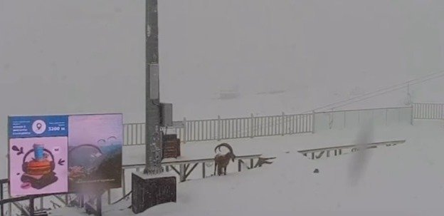 Шымбұлақта жүрген тауешкі камераға түсіп қалды