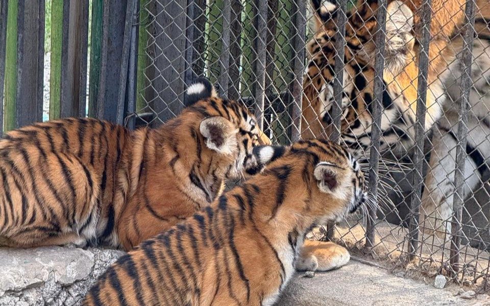 Алматы зообағында амур жолбарысы күшіктеді