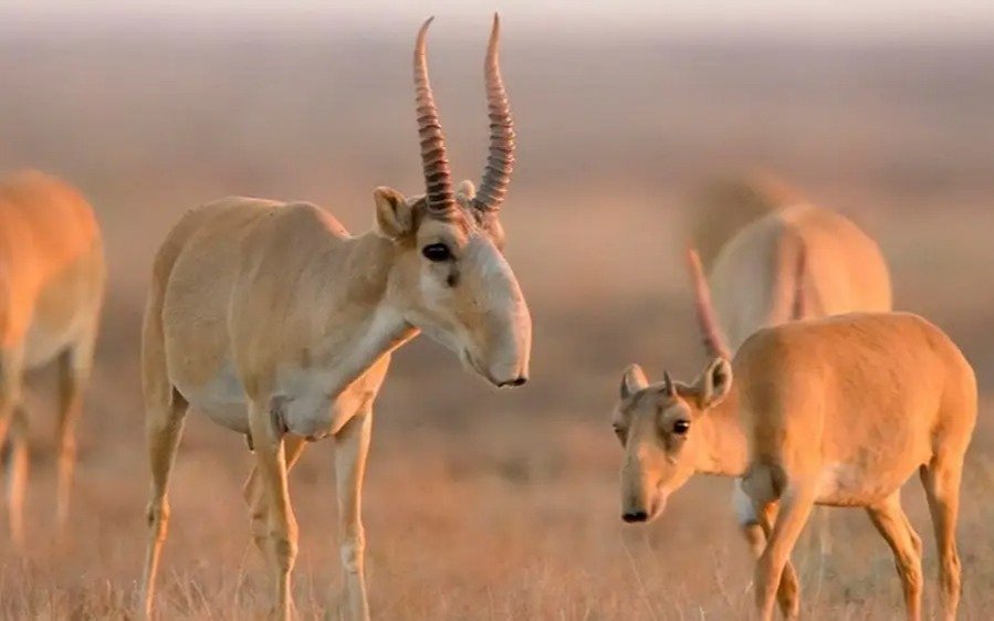 Қазақстанда 17 мыңнан астам киік мүйізі тәркіленді