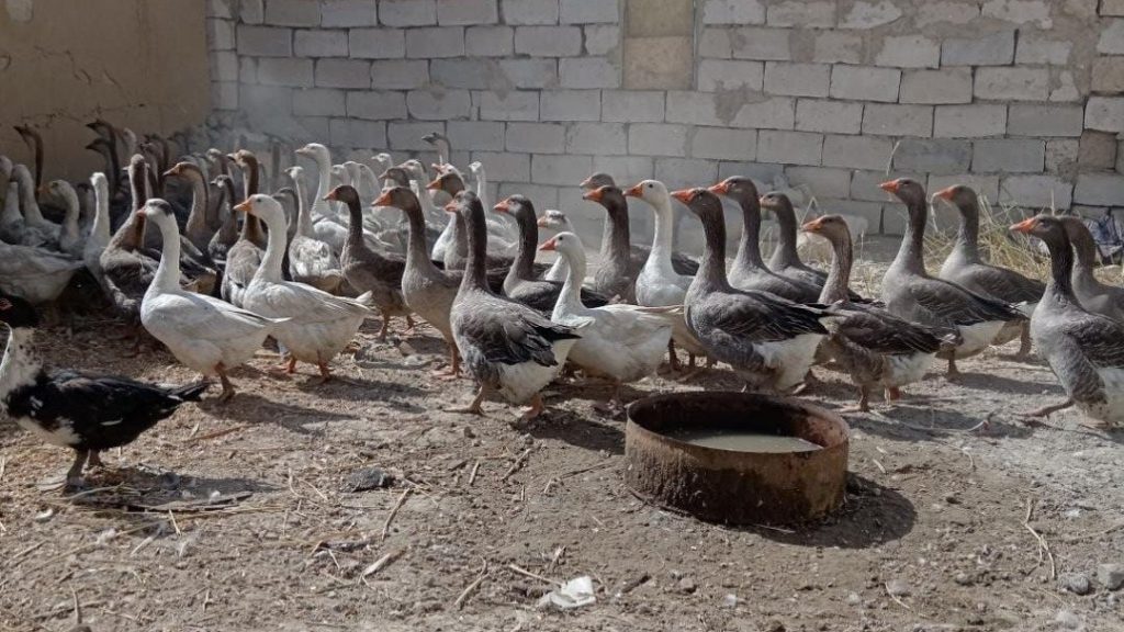 Қызылордада сотталғандар үйрек-қаз өсіріп жүр