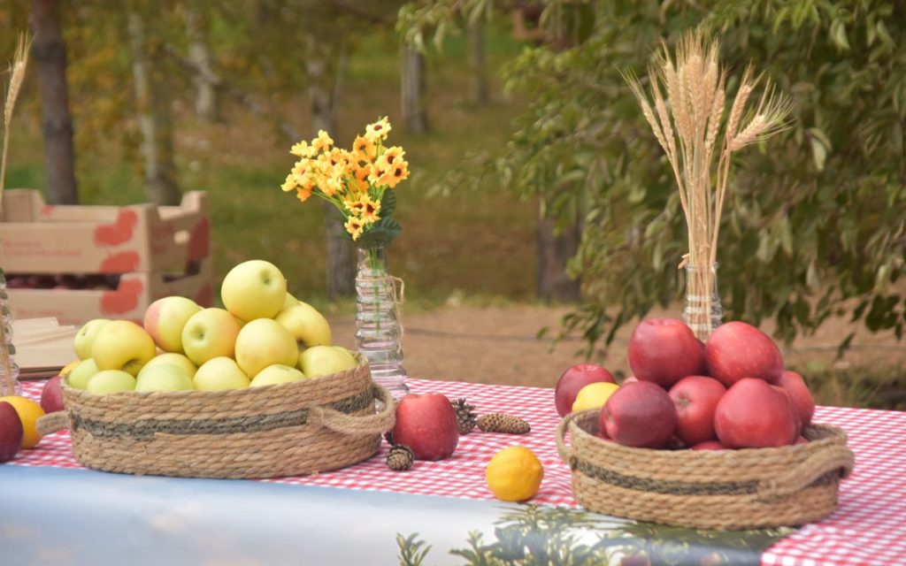 Астанада жастар мен фермерлерді біріктірген Алма фестивалі өтті