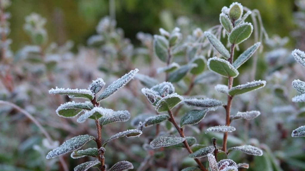 Еліміздің бірнеше өңірінде үсік жүреді