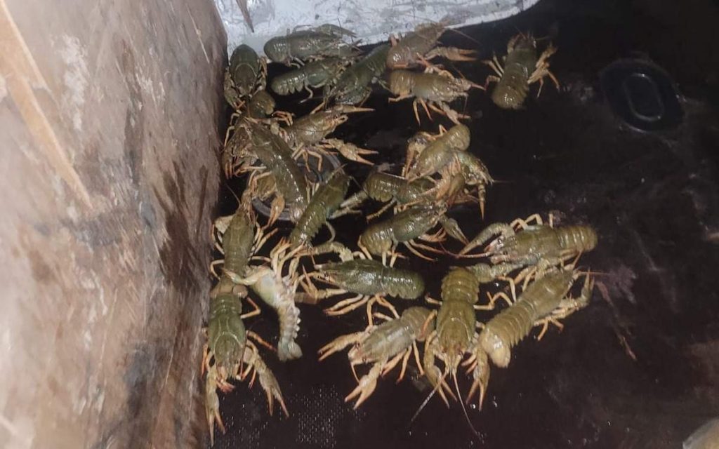 Павлодарда артемия шаянының 7 мың тонна жұмыртқасын заңсыз өндіргендер ұсталды