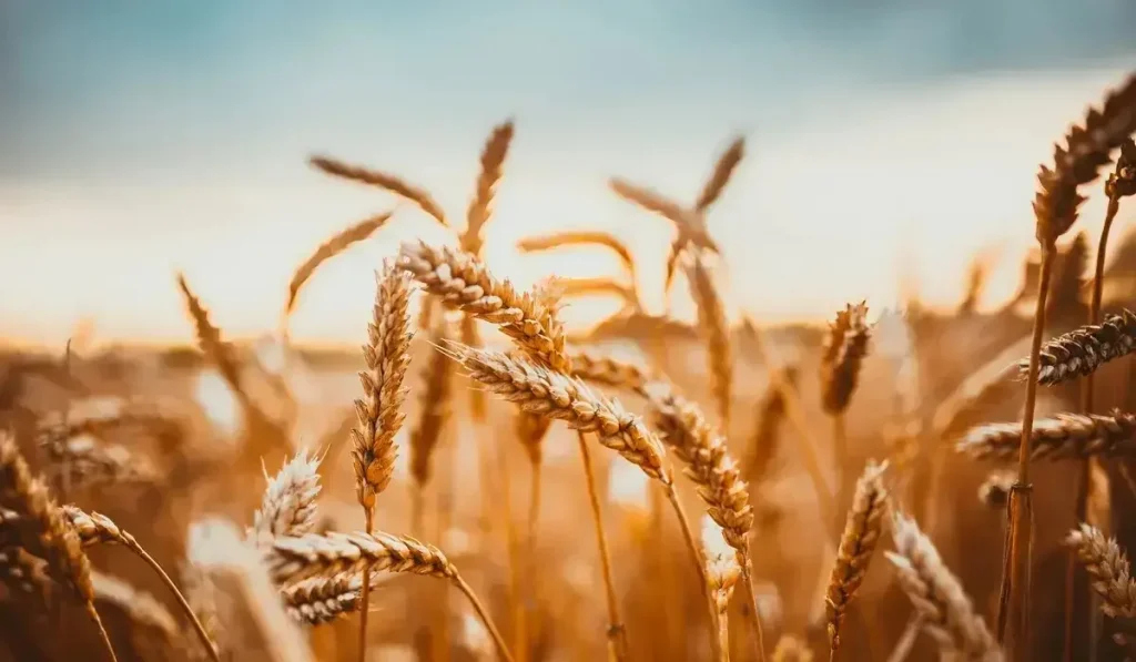 Солтүстік Қазақстан облысында рекордтық көлемде астық жиналды