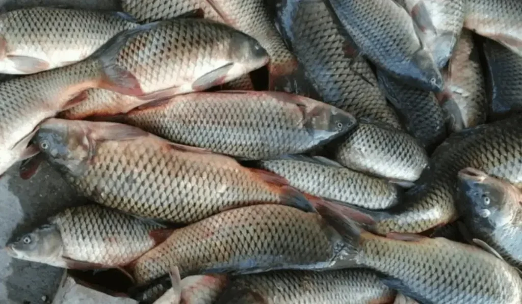 Абай облысында алты келі балық аулап алған қарияны полиция тексеруге мәжбүр болды