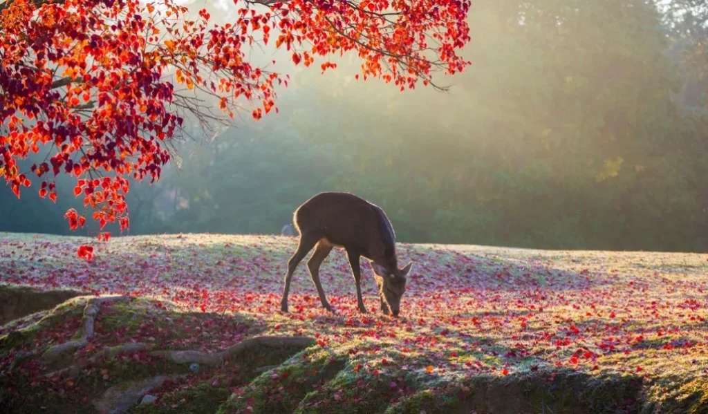 Қазақстан бойынша дабылды ескерту жарияланды