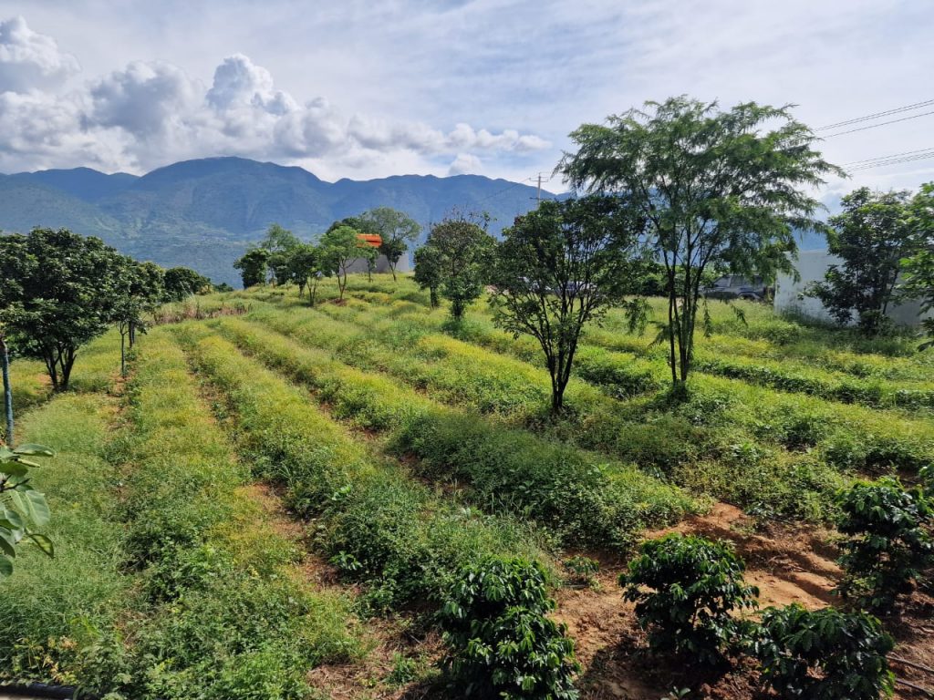 Кофе из Баошаня: как в китайской провинции Юньнань выращивают один из лучших сортов кофе в мире