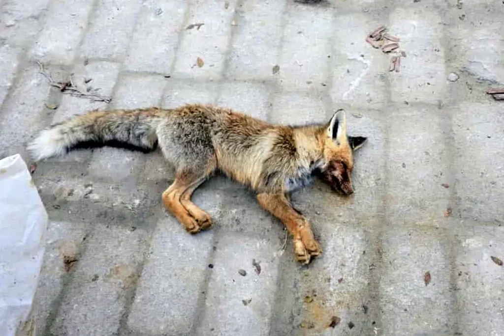 В Мангистау дикий лис напал на школьников Дикий лис