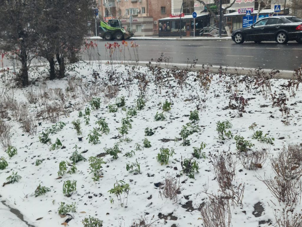 Озеленение в Павлодаре