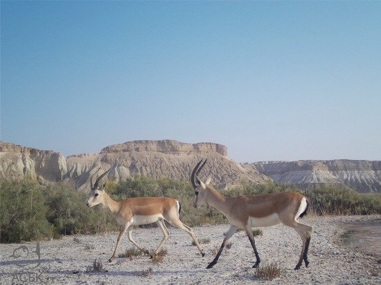 В Алматинской области троих браконьеров осудили за отстрел джейрана