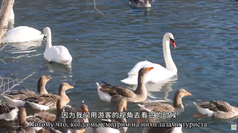Лебеди Или