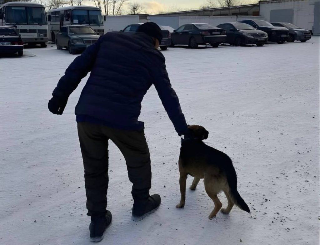 Верный Тайсон: в Павлодаре собака дождалась хозяина, освободившегося после долгого срока