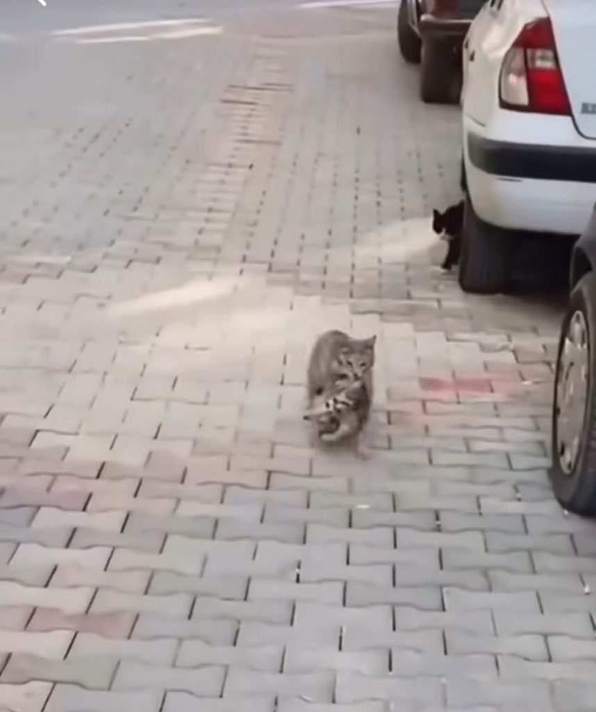 Кошка с котенком