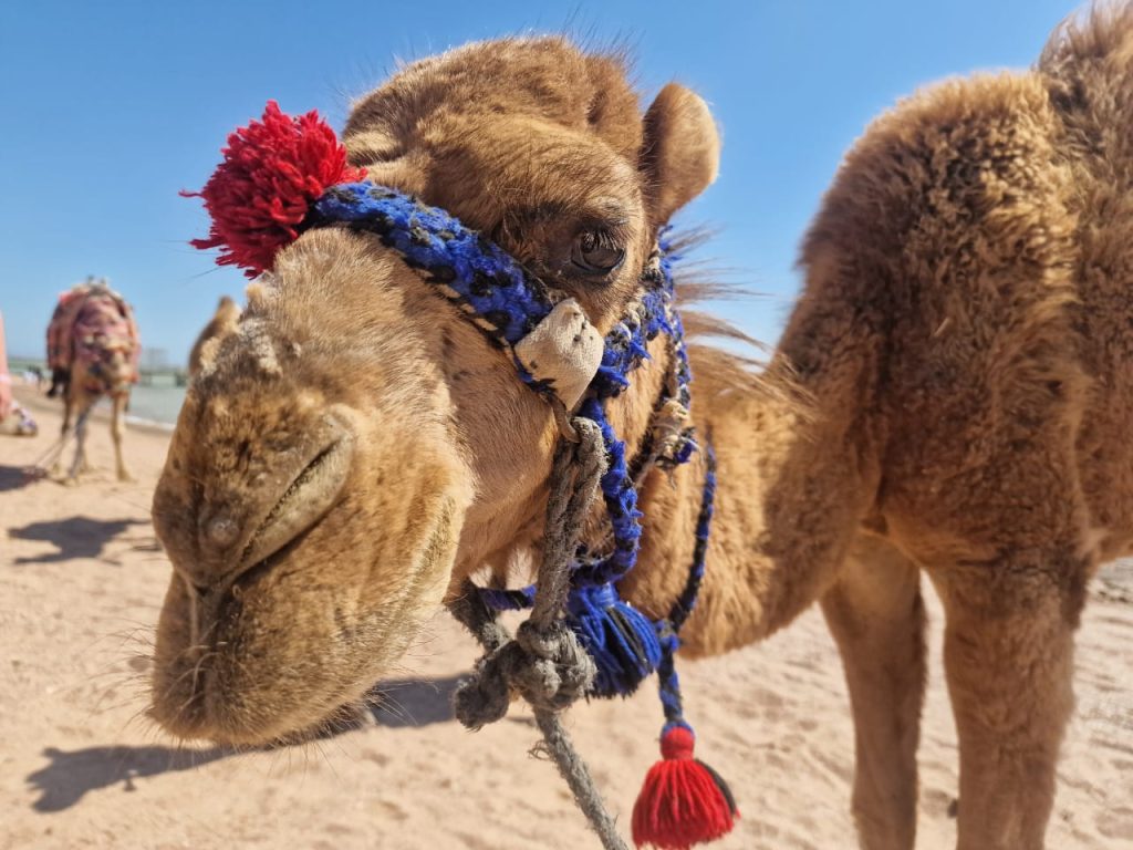 Верблюд