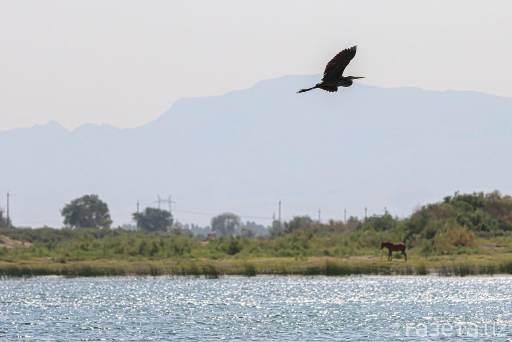 В Сырдарье в 2026 году начнётся строительство водохранилища Султанховуз Озеро Султанховуз. Фото: Мадина Аъзам / Gazeta
