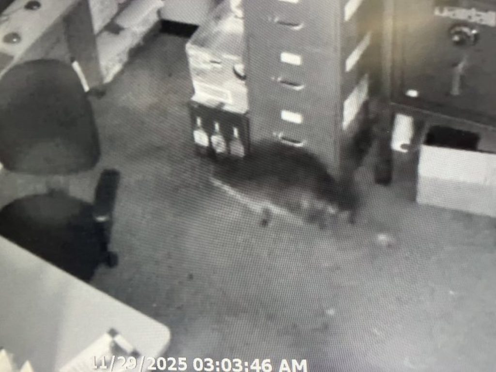 Пьяный енот