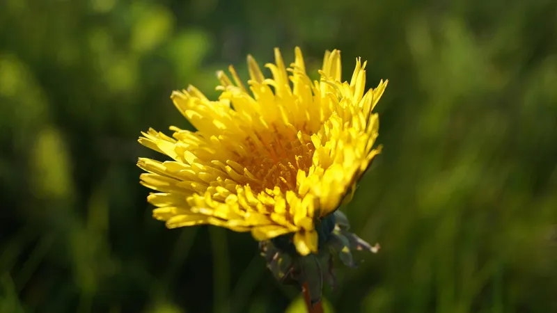 Зимнее чудо: на Кольсайских озерах зацвели одуванчики Одуванчик