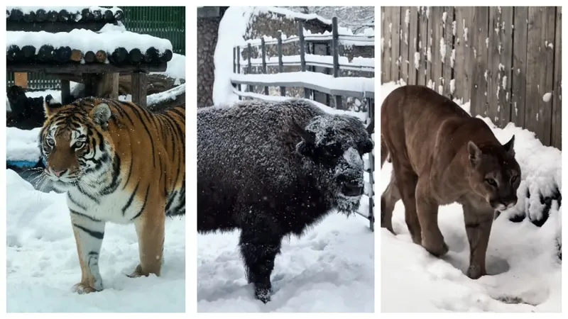 Завораживающую сказку показал зоопарк Алматы: что ждет посетителей зимой Зоопарк в Алматы