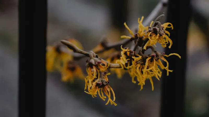 В Ботаническом саду Алматы нашли редкий «ведьмин орех» Ведьмин орех