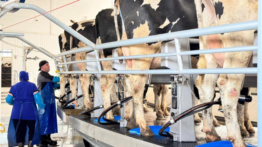 сүт тауар агроқөнеркәсіп