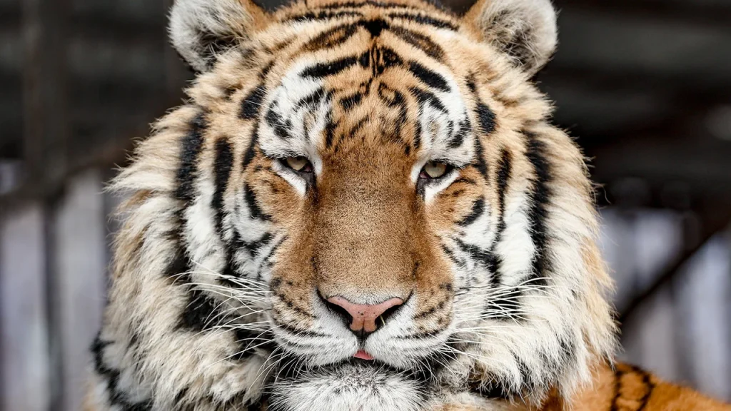 В Якутии нашли мумию саблезубого тигра возрастом 35 тыс. лет Тигр