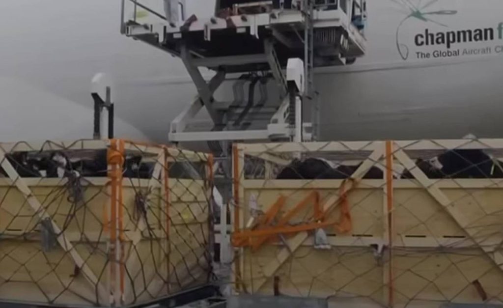 Сенсационная Авиадоставка: 165 Элитных Коров из Дании Прибыли в Астану