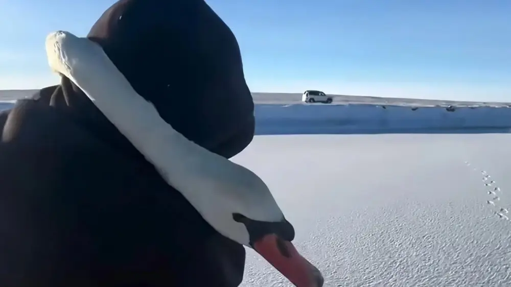 История вирусного видео со спасением лебединой пары в Павлодарской области Спасение лебедя