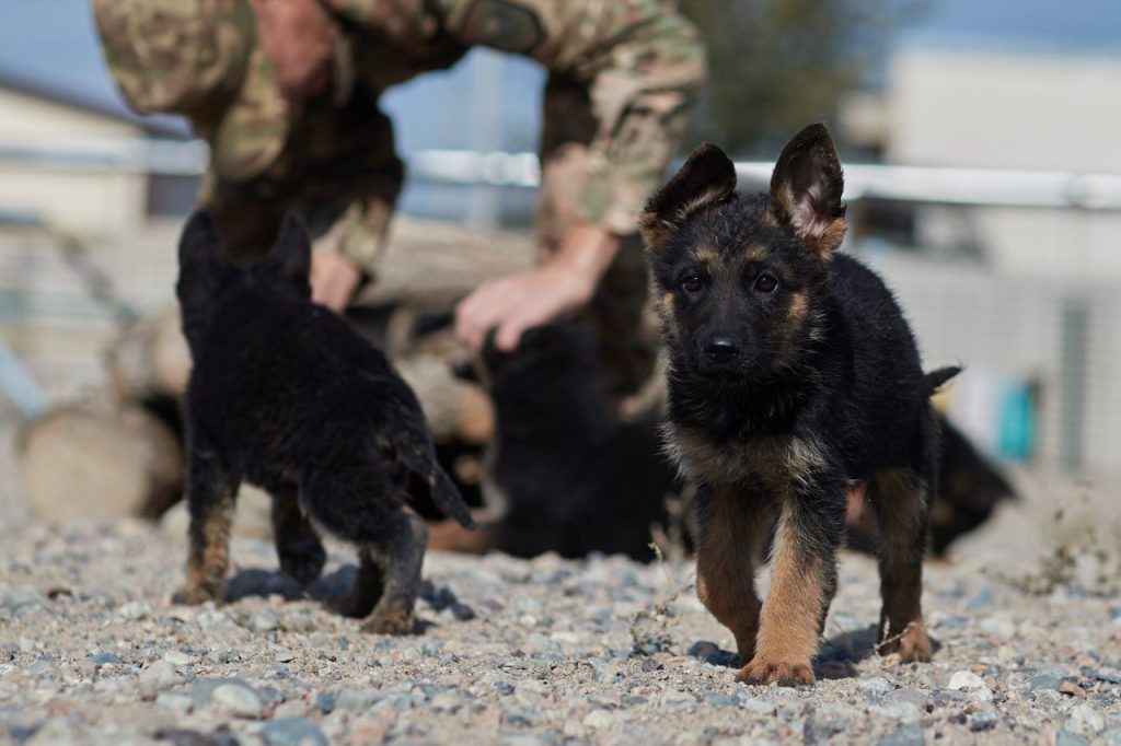 Күшіктерде ел қорғауға әзір ұлттық ұлан