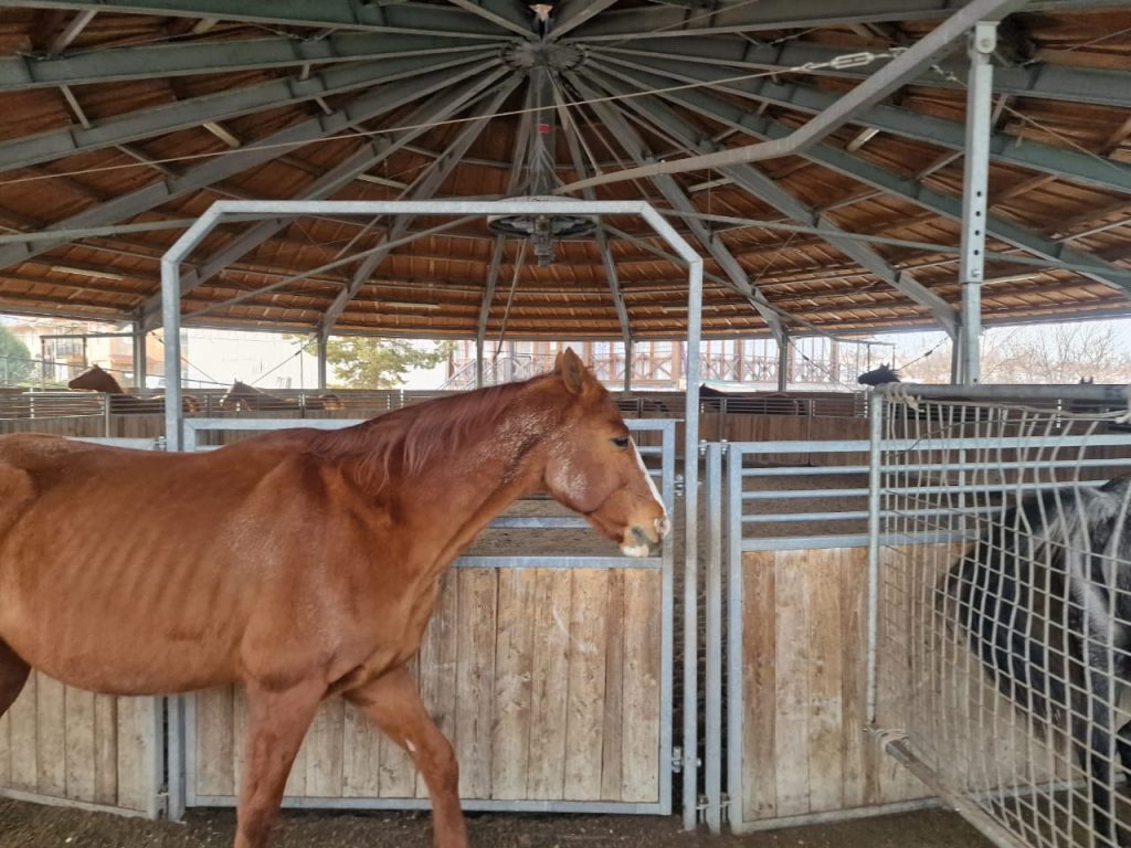 Конь Султан