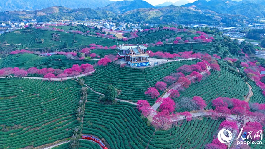 В Фуцзяне начинается сезон цветения сакуры на чайной плантации