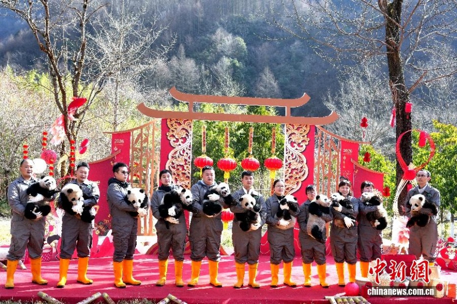 30 детенышей большой панды поздравили Китай с наступающим Новым годом