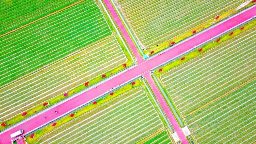 Город Чжанчжоу производит 90% нарциссов Китая