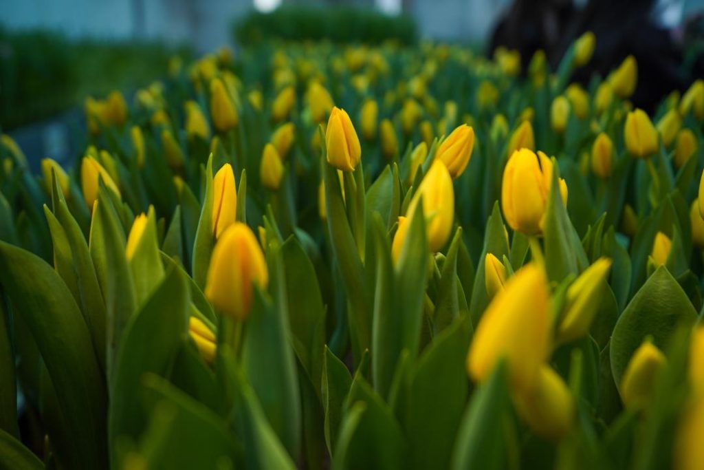 Түркістан қызғалдақ 