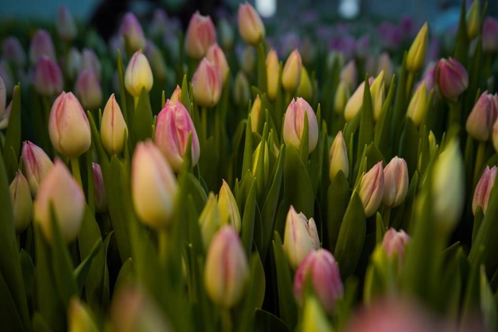 Түркістан қызғалдақ гүлдеу