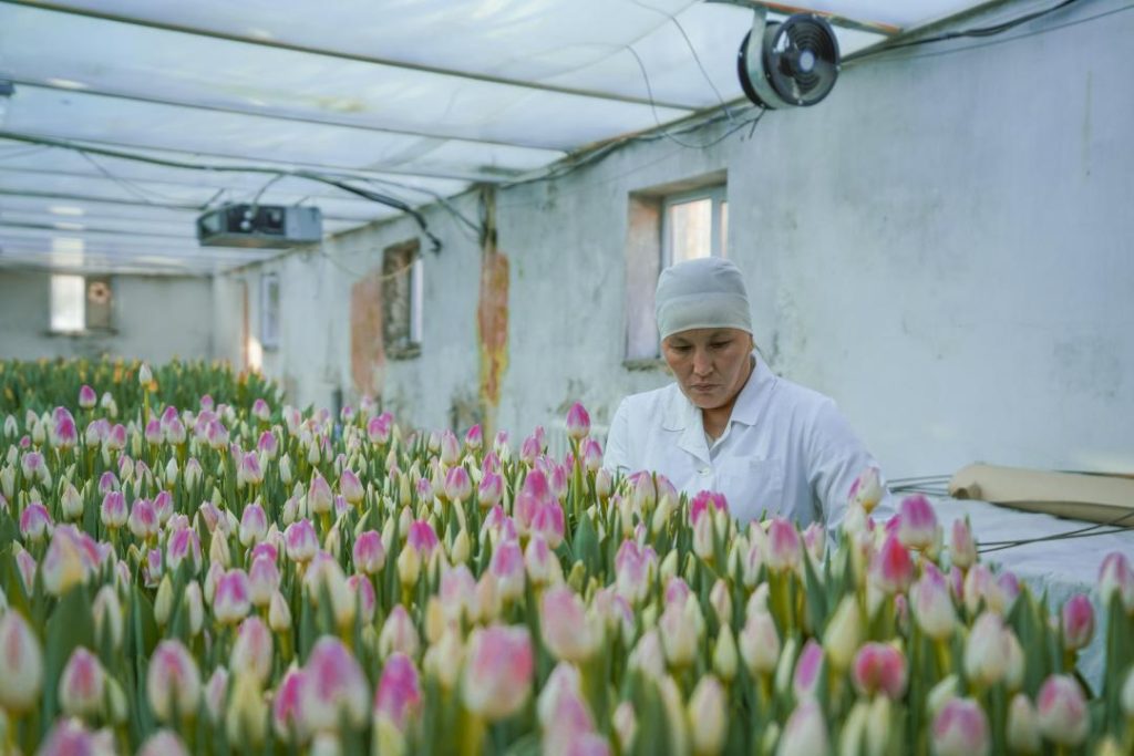 Түркістан қызғалдақ гүлдеу