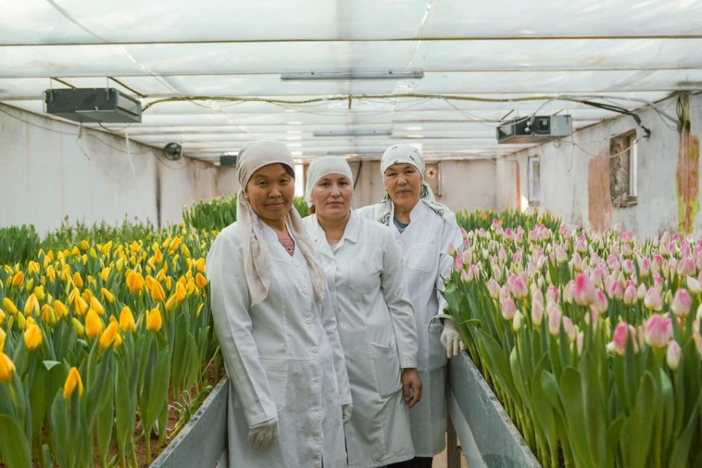 Түркістан қызғалдақ гүлдеу