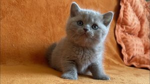 British Shorthair тұқымы