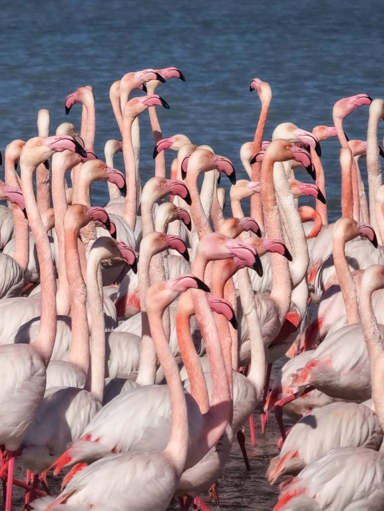 Маңғыстауға «қызыл қанаттар» оралды қоқиқаз